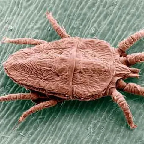 thumbnail for publication: Red and Black Flat Mite, A False Spider Mite, Brevipalpus phoenicis (Geijskes) (Arachnida: Acari: Tenuipalpidae)